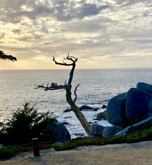 A dead tree juts out of the cliff over the ocean along the Scenic 17-mile Drive Monterey California