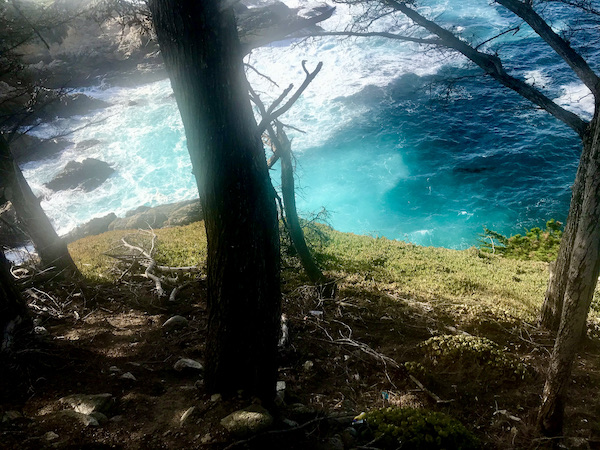 A tree trunk on grass with turquoise water swirling below near the Scenic 17-mile Drive Monterey California