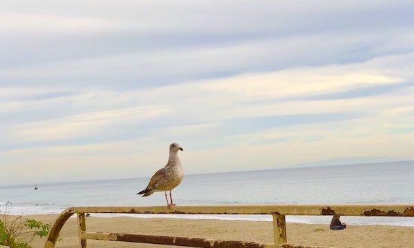 A seagull perched on a rail by the beach at the Southern California Coast
