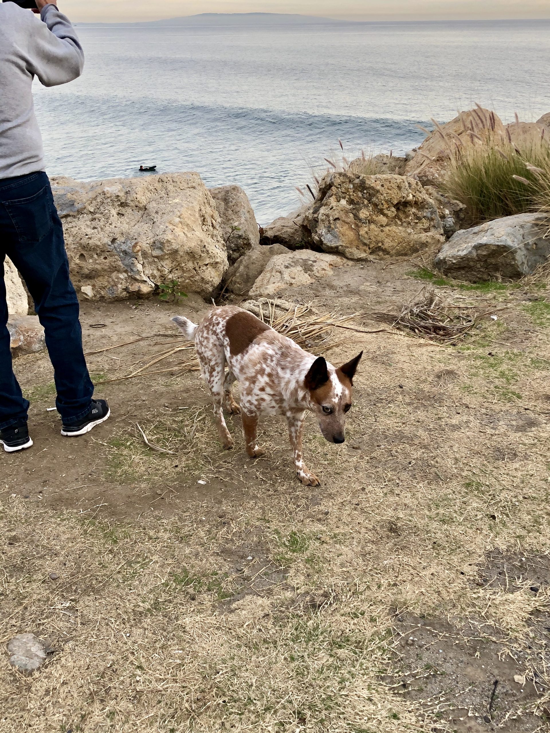 A brown and white dog on the beach by rocks on the Southern California Coast