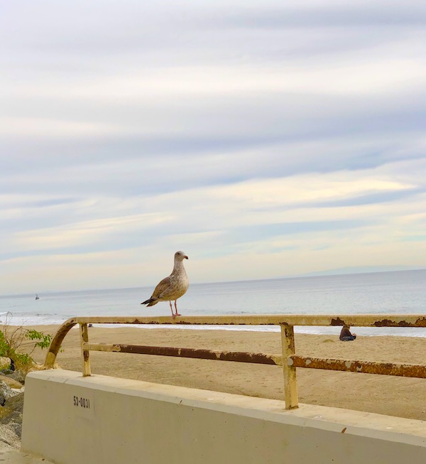 A seagull perched on a rail by the beach at the Southern California Coast