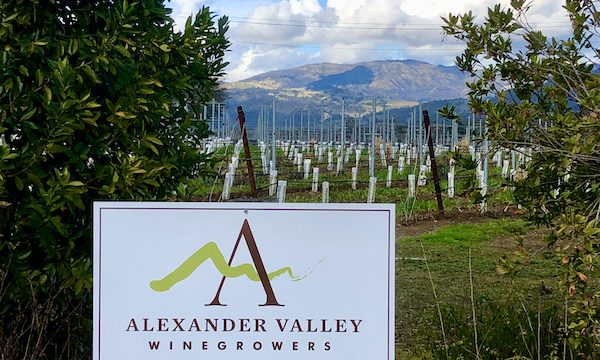 A white sign for Stuhlmuller Vineyards in the foreground. Trees, rows of grape vines and mountains Behind the Scenes at Stuhlmuller Vineyards