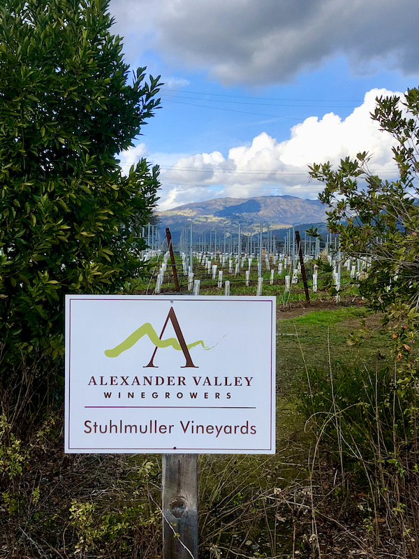 A white sign for Stuhlmuller Vineyards in the foreground. Trees, rows of grape vines and mountains Behind the Scenes at Stuhlmuller Vineyards