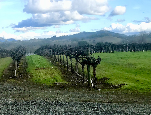Rows of grapevines and mountains with blue sky seen during our Behind the Scenes at Stuhlmuller Vineyards