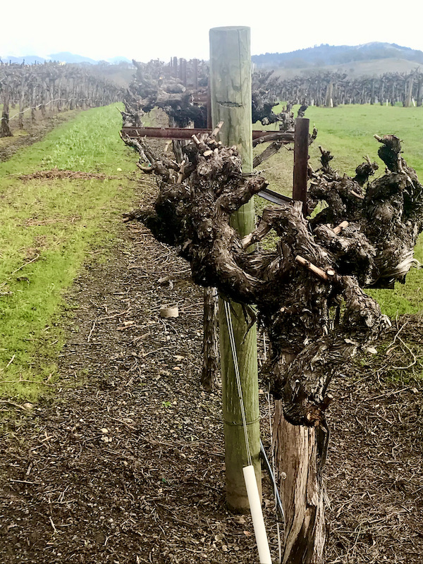 A row of dormant grape vines seen on our Behind the Scenes at Stuhlmuller Vineyards