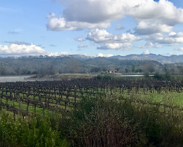 A vineyard with mountains and cloudy blue sky seen during our Behind the Scenes at Stuhlmuller Vineyards