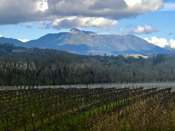 Vineyard and mountains seen during our Behind the Scenes at Stuhlmuller Vineyards