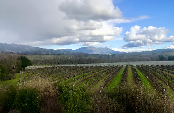 Vineyard with mountains and blue sky seen during our Behind the Scenes at Stuhlmuller Vineyards