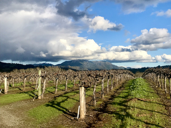 Vineyard with mountains and blue sky seen during our Behind the Scenes at Stuhlmuller Vineyards