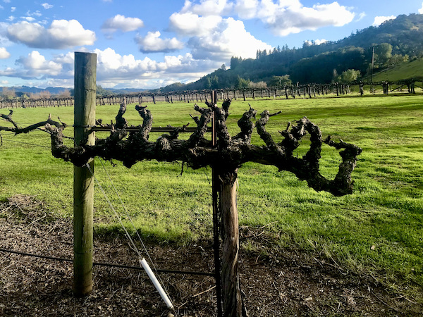 A close up of a dormant grape vine seen on our Behind the Scenes at Stuhlmuller Vineyards