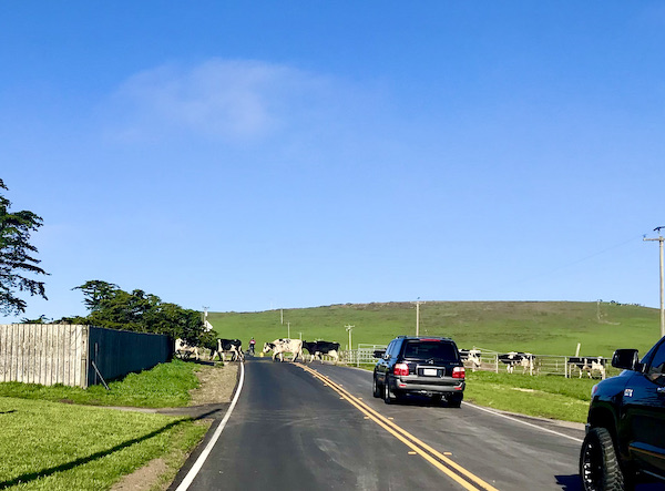 A highway with cows crossing the road after we saw the Historic Point Reyes Lighthouse
