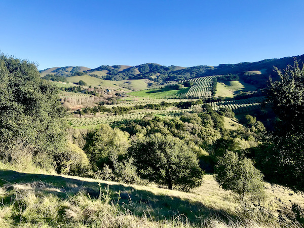 Rolling green hills with trees and blue sky seen of our way home from the Historic Point Reyes Lighthouse