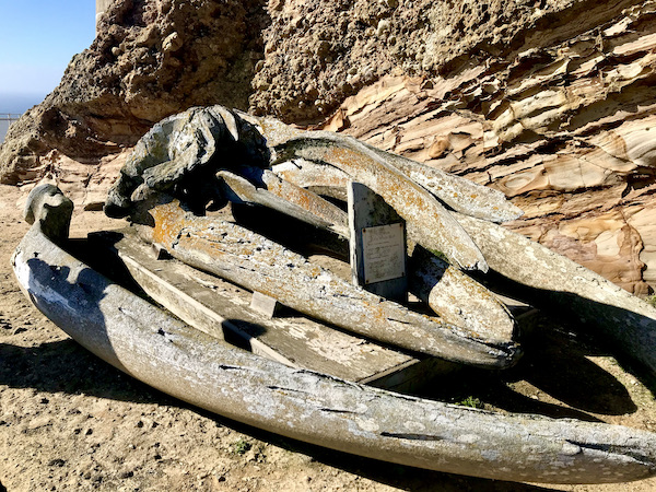 A whale skull by the mountain at the Historic Point Reyes Lighthouse