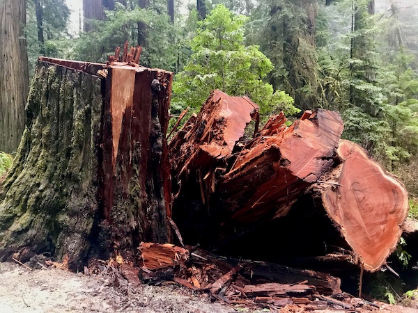 A red wood tree cut up in large pieces at Jedediah Smith Redwoods Crescent City CA