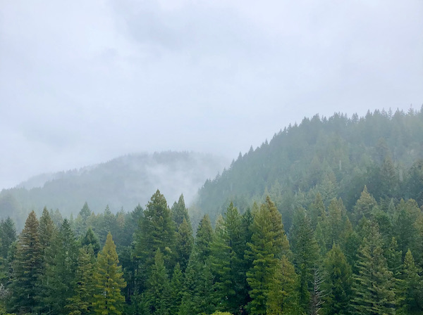 Tree covered mountains, some so high they are in the clouds at Jedediah Smith Redwoods Crescent City CA