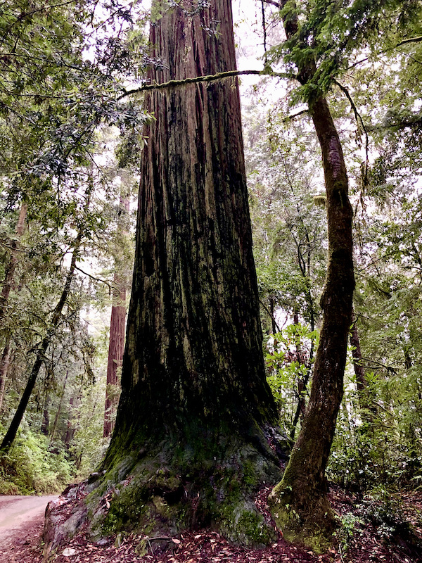 The trunk of an enormous tree in the forest at Jedediah Smith Redwoods Crescent City CA