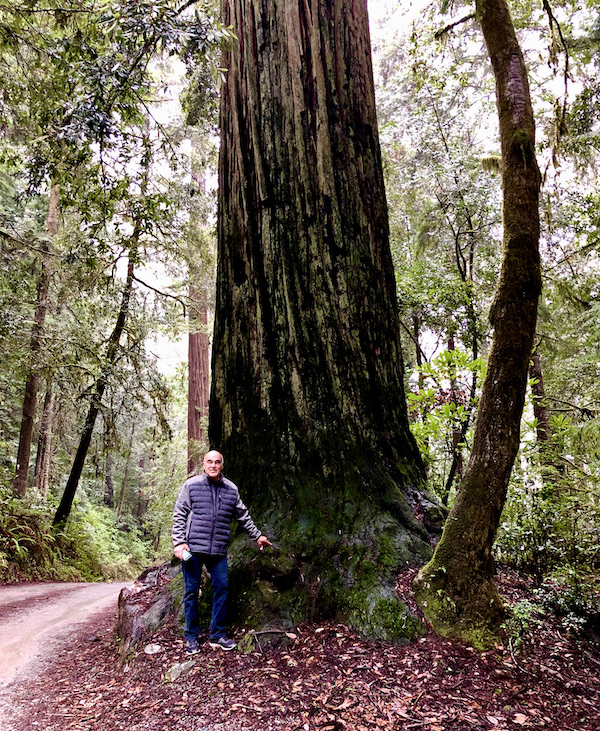 A man in a denim jacket standing agains the trunk of a very tall tree at Jedediah Smith Redwoods Crescent City CA