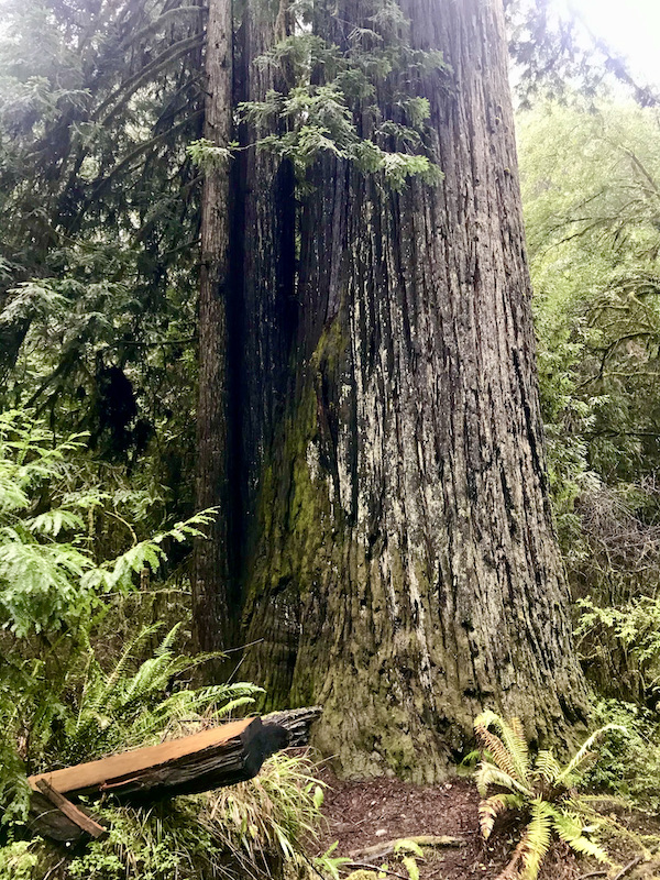 A large tree trunk with a leafy branch in the center at Jedediah Smith Redwoods Crescent City CA