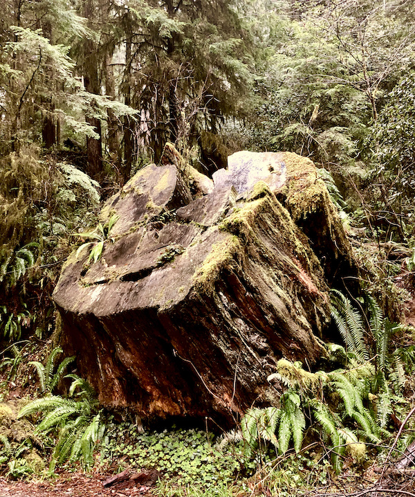 A hewn tree stub with green shoots at Jedediah Smith Redwoods Crescent City CA
