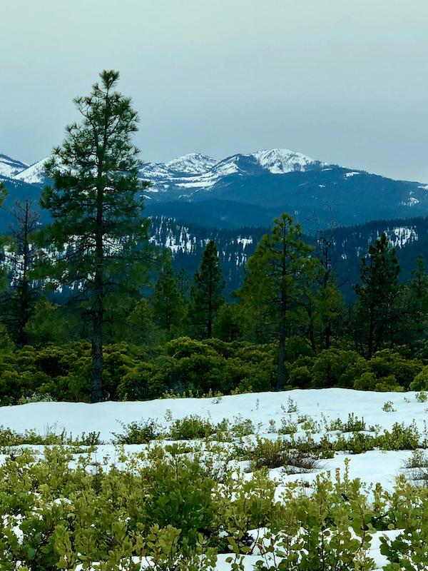 Grasses popping through snow, large trees and snow capped mountains at Mt. Shasta and Shasta Lake California
