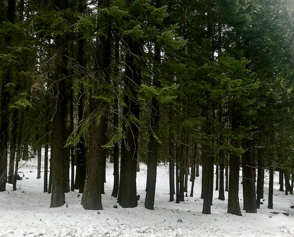 A forest of Evergreen trees in the snow. The trees at Mt. Shasta and Shasta Lake California are so tall that they don't fit in the photo.