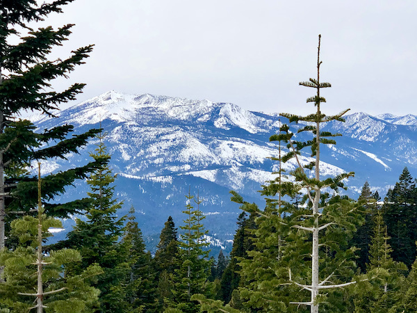 Snow capped mountains seen through evergreen trees Mt. Shasta and Shasta Lake California