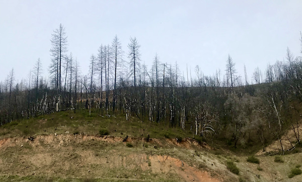A field with burnt out trees near Mt. Shasta and Shasta Lake California