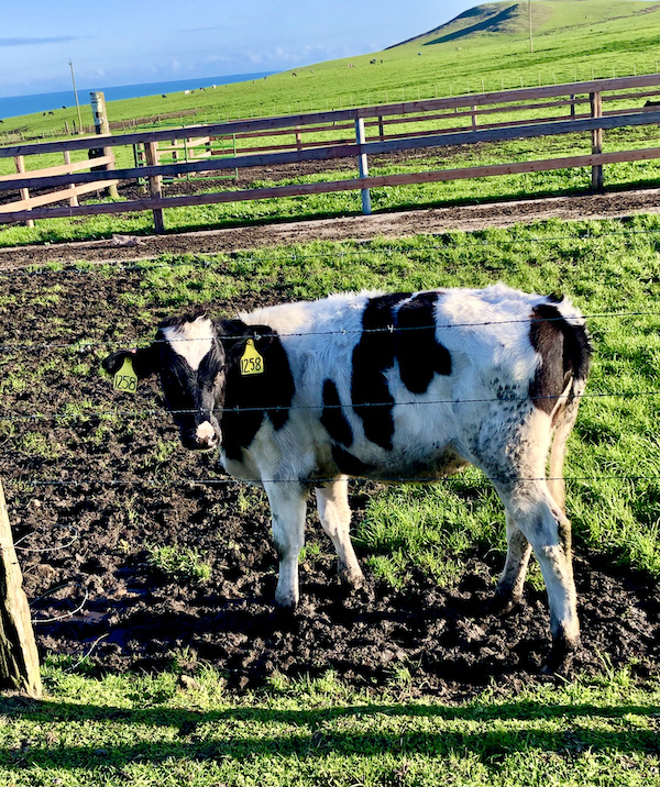 A large white and brown cow in a fenced in area along the ocean Petaluma to Point Reyes California