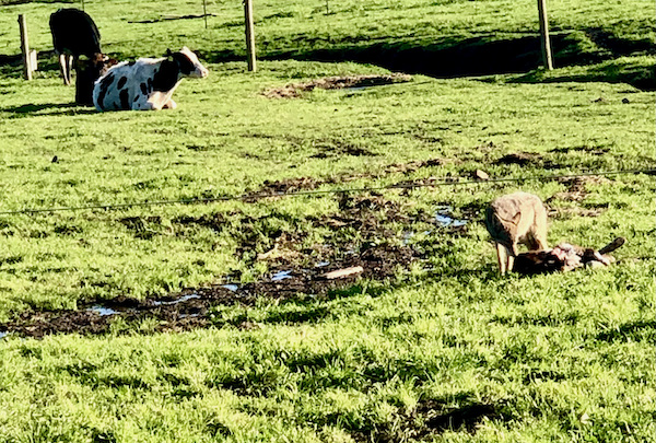 A cow lying on the grass and a coyote checking out what he killed Petaluma to Point Reyes California