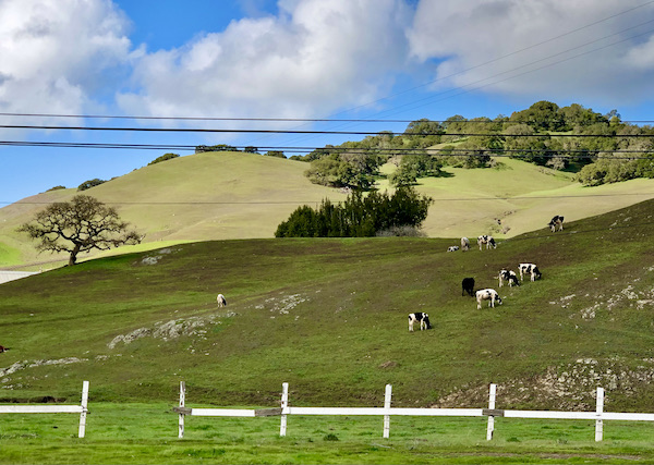 Rolling hills with trees, cows and very blue sky with white clouds Petaluma to Point Reyes California