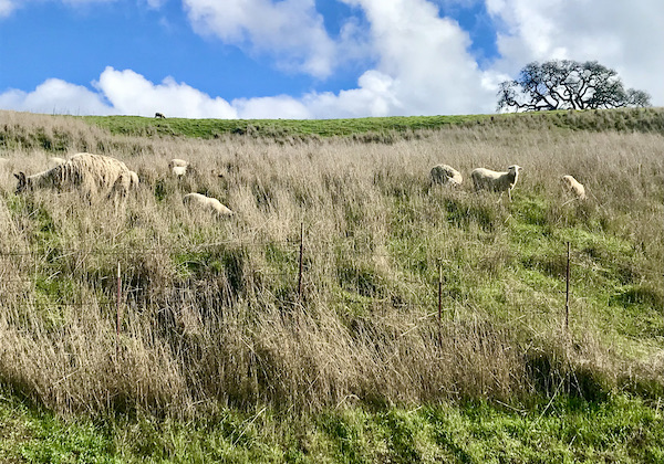 Llamas grazing on tall grass in Petaluma to Point Reyes California