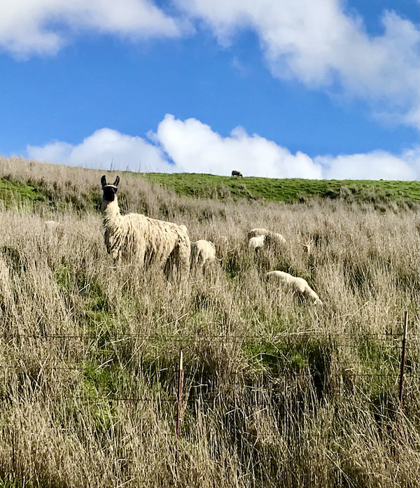 Llamas among tall grasses with deep blue sky in background in Petaluma to Point Reyes California