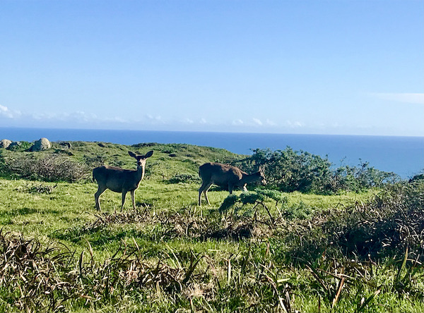 Deer roaming on grass with the ocean in the background Petaluma to Point Reyes California
