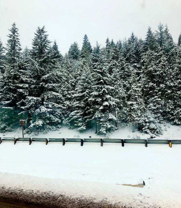 Ground next to highway is heavily covered with snow. A guard rail peaks out of the snow with a forest of snow dusted evergreen trees on our way to San Francisco California
