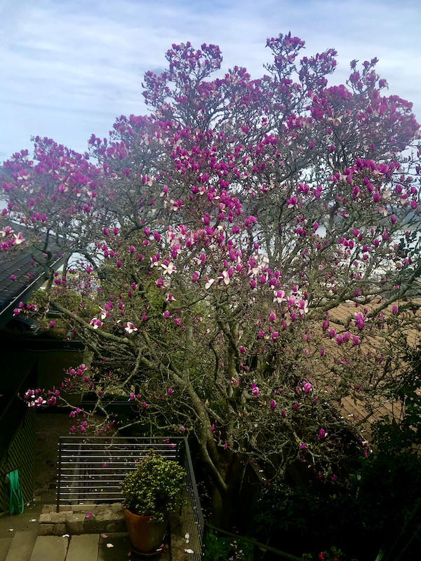 A large tree with lots of deep pink flowers and a chair with slats at bottom left on our way to San Francisco California