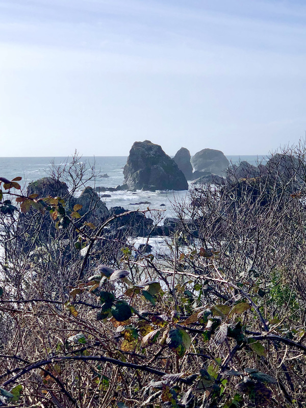 Big rocks coming out of the ocean seen through bushes near The Hungry Clam Brookings Oregon