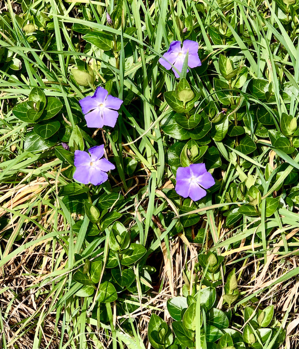 Green grass and leaves with 4 periwinkle blue flowers near The Hungry Clam Brookings Oregon