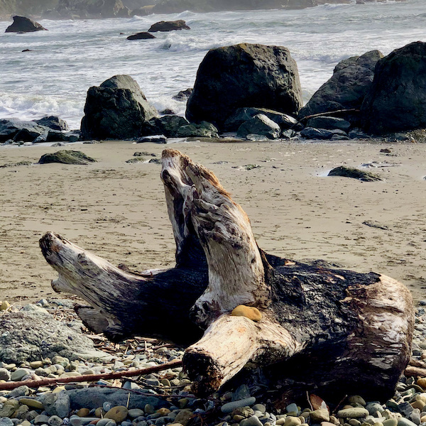 Driftwood on the beach, rocks by the waters edge and ocean near The Hungry Clam Brookings Oregon