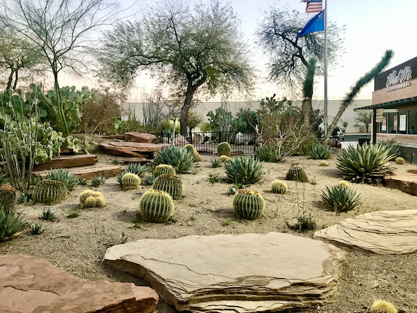 Cactus garden with flat rocks and barrel cactus is another of the 15 Best Free Attractions Las Vegas NV