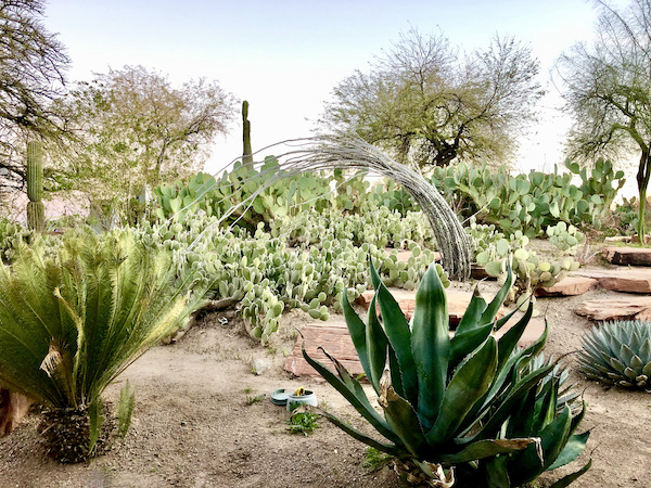 Varieties of cactus including paddle cactus at another of the 15 Best Free Attractions Las Vegas NV