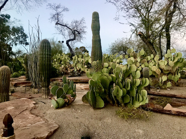 A huge variety of different cacti of varying heights at this cactus garden which is another of the 15 Best Free Attractions Las Vegas NV