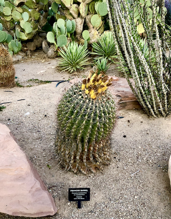 A prickly barrel cactus with yellow and maroon flowers at the top is forefront with some other varieties of cactus just another of the 15 Best Free Attractions Las Vegas NV