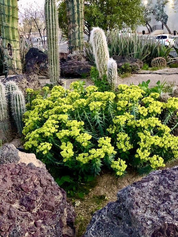 Bright yellow flowers among tall fuzzy cactus, another of the 15 Best Free Attractions Las Vegas NV