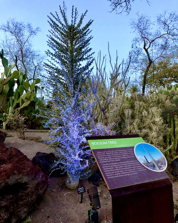 A tree with lots of branches among lots of tall cactus. The cactus garden is one of the 15 Best Free Attractions Las Vegas NV