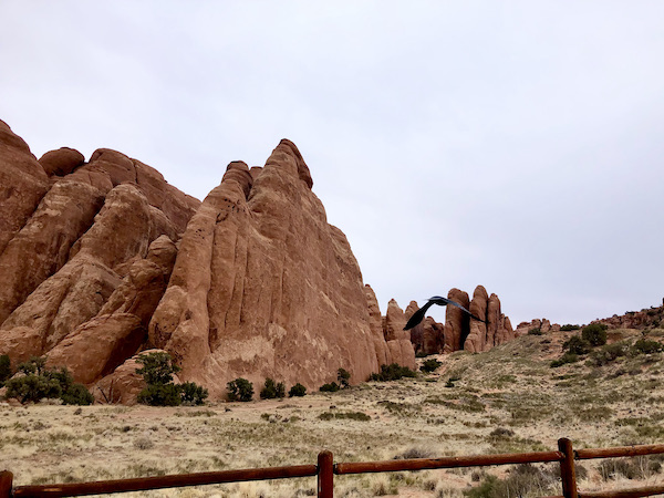 A large black bird in flight creates an arch between rocks at Arches National Park Moab Utah