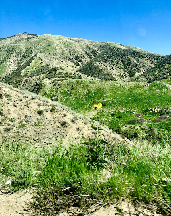 On our way to Big Bear Lake California are mountains and a pair of bright yellow sunflowers are in the center of the picture.