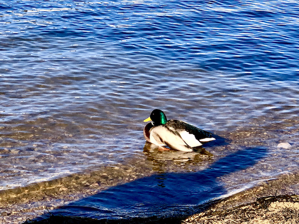 A male duck sitting on the lake shore at Big Bear Lake California