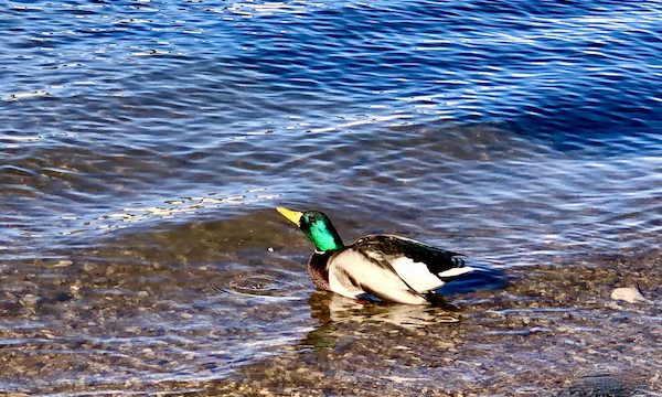 A male duck with irridescent green feathers on his neck stretching his head as he floats on Big Bear Lake California