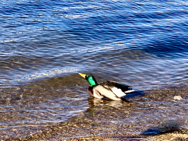 A male duck with irridescent green feathers on his neck stretching his head as he floats on Big Bear Lake California
