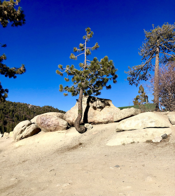 Sand and rocks with an unusual tree growing from the sand in the center at Big Bear Lake California